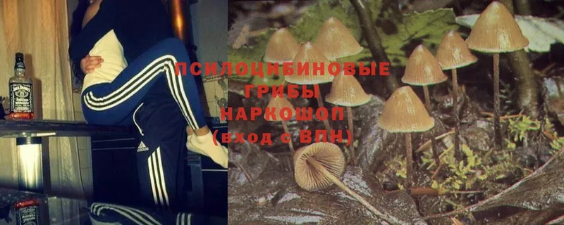 Галлюциногенные грибы MAGIC MUSHROOMS Электросталь